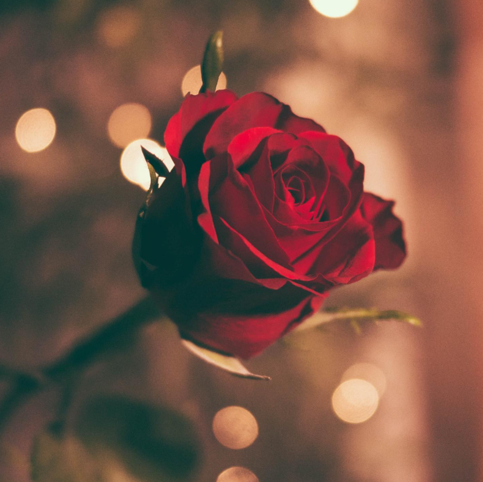 Red rose with lights